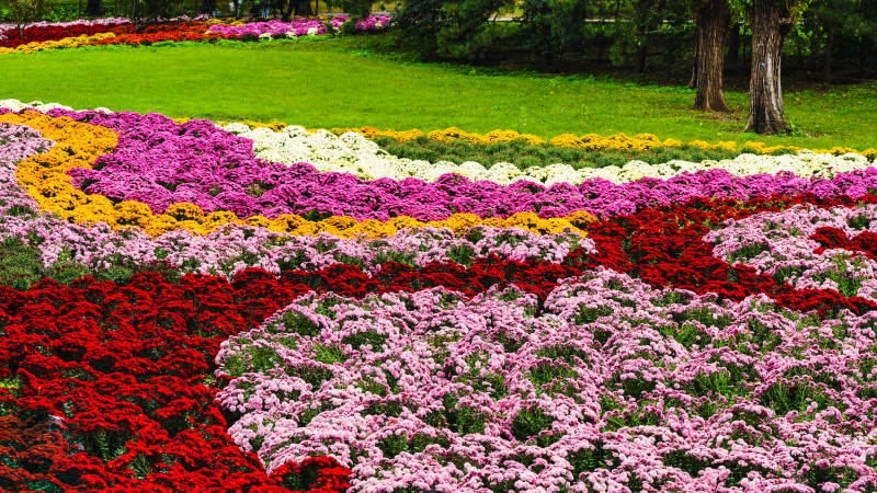 花海绚烂绽放图片