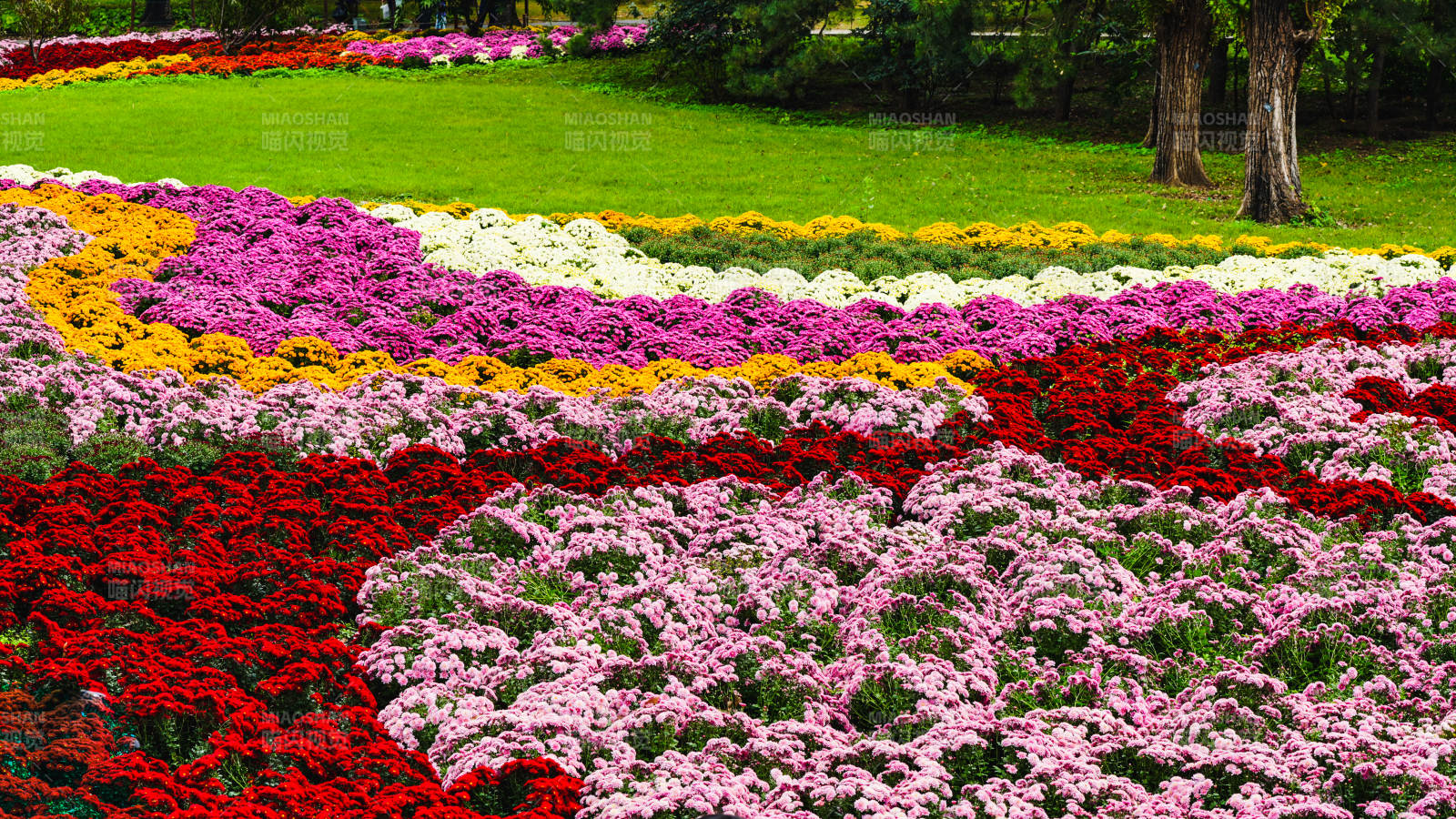 花海绚烂绽放图片