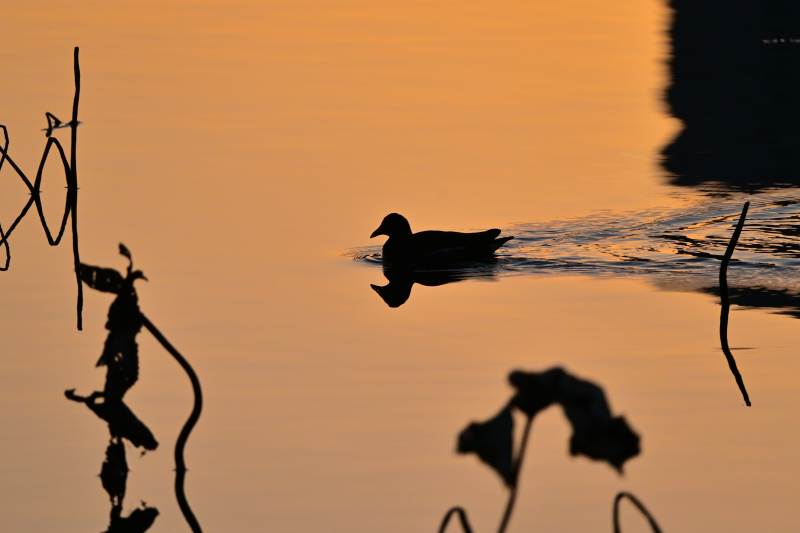 暮色湖鸭影图片