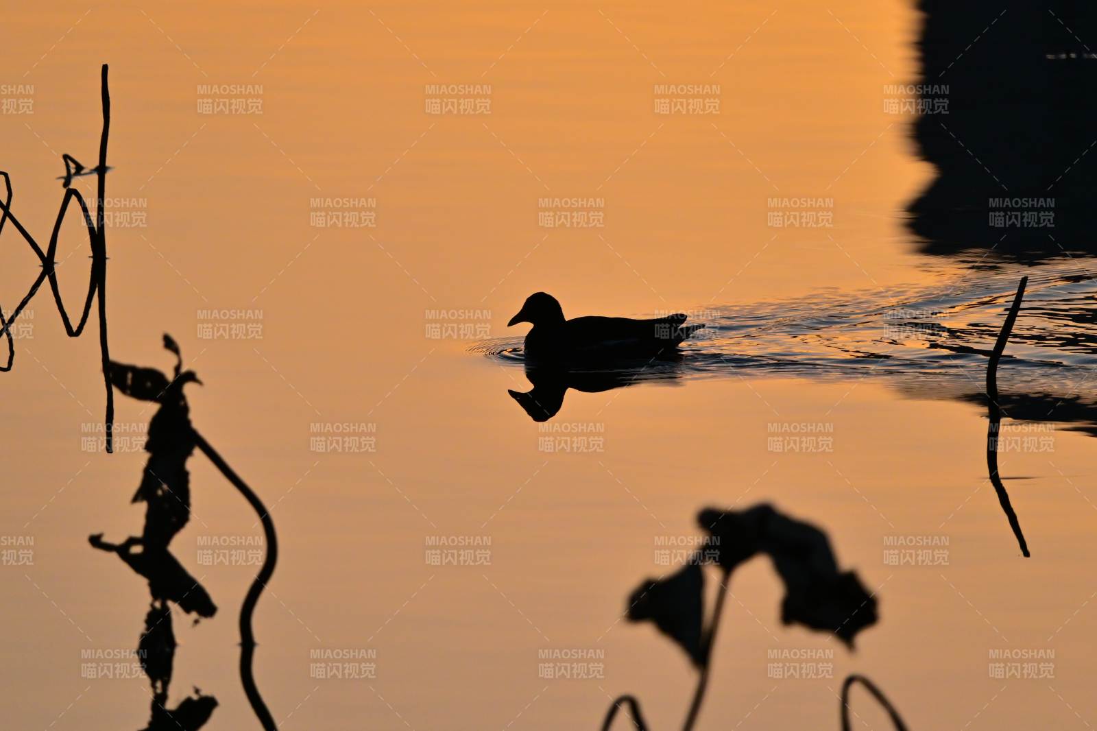 暮色湖鸭影图片