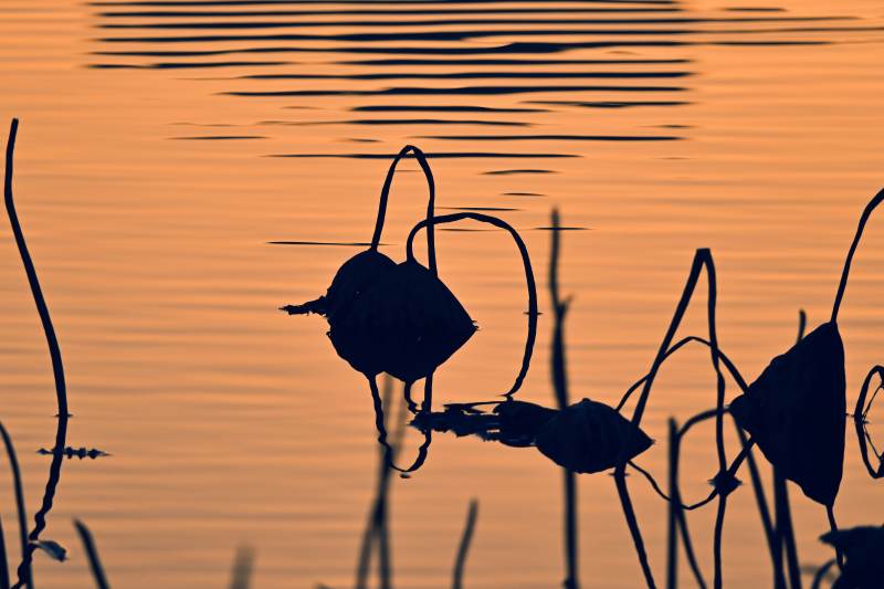 夕照荷影 符号化的残荷图片