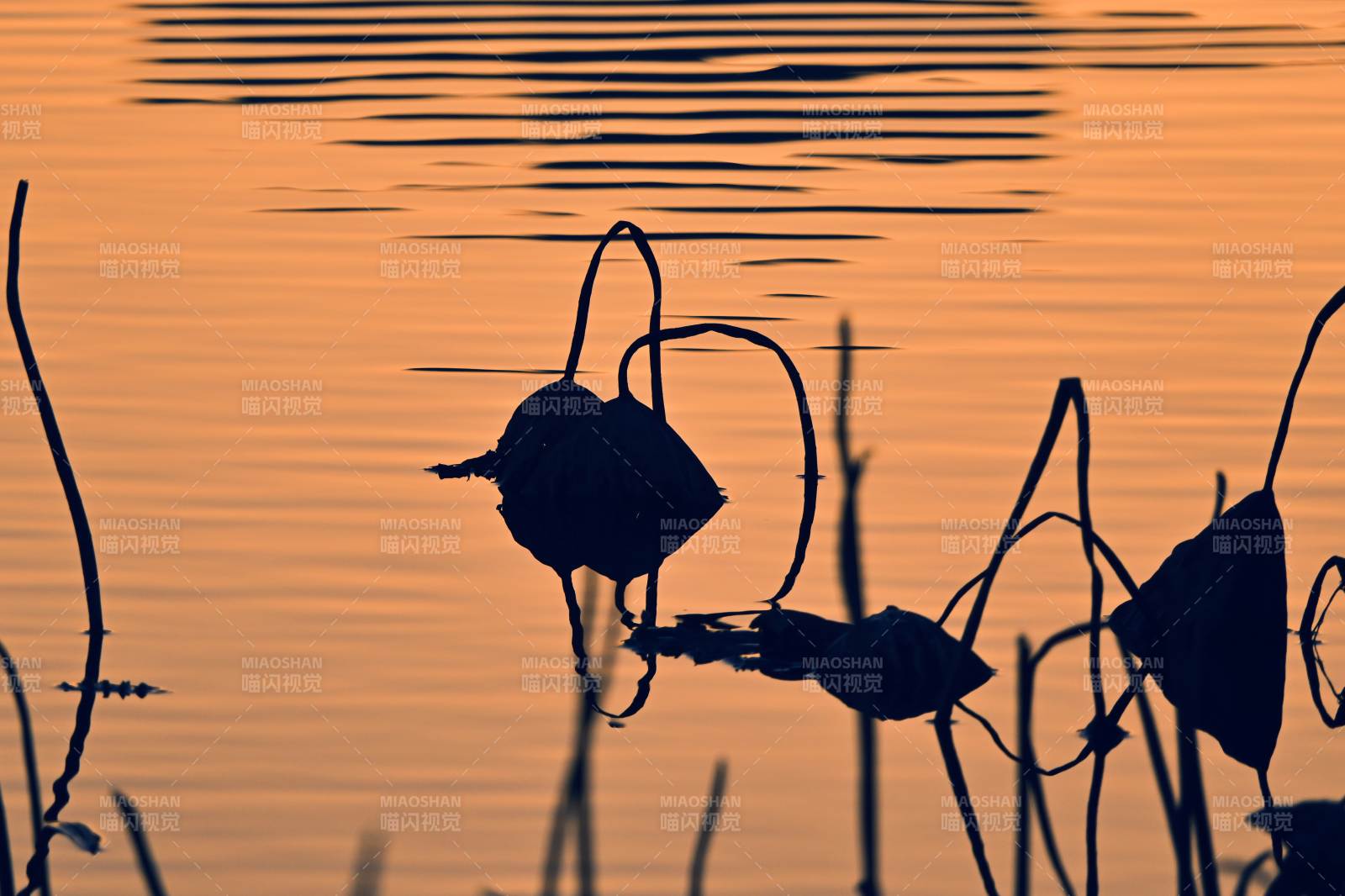 夕照荷影 符号化的残荷图片