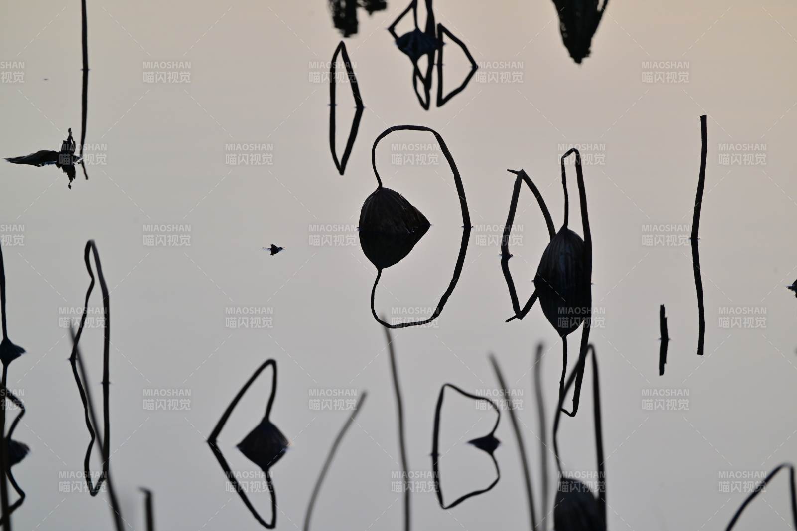 抽象线条艺术 残荷图片