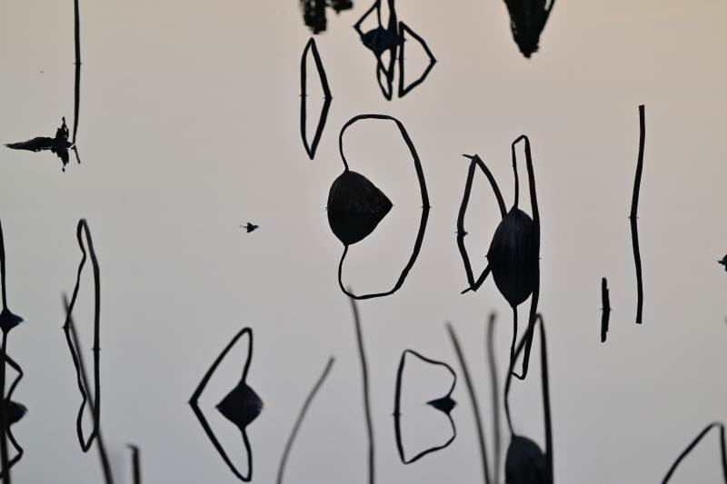 抽象线条艺术 残荷图片