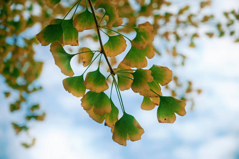 银杏叶随风轻舞图片