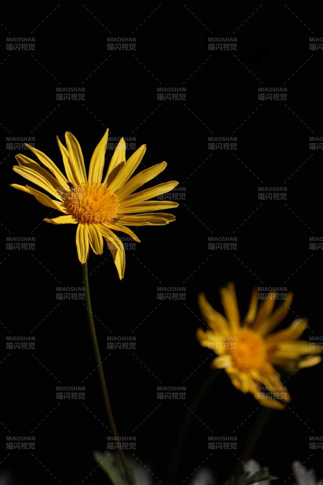 黄菊绽放夜色中图片