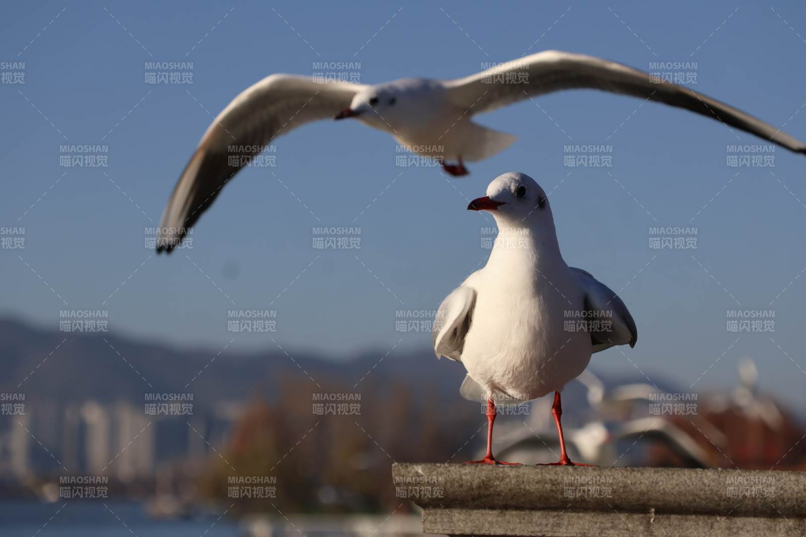 昆明滇池 海鸥图片