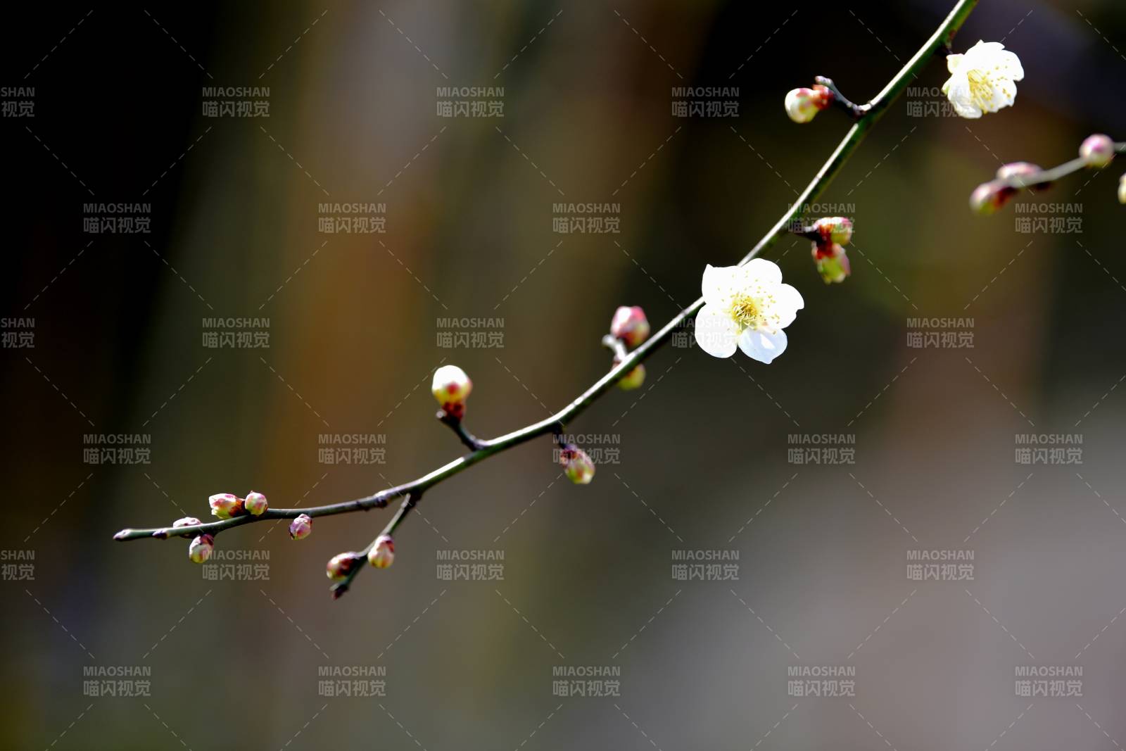 梅花绽放枝头图片