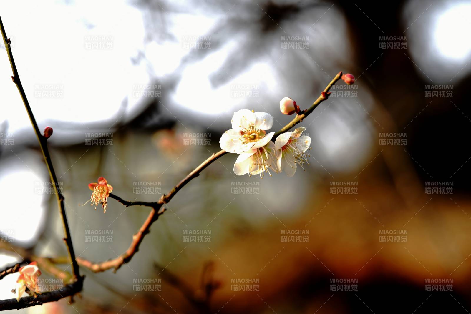 梅花绽放枝头图片