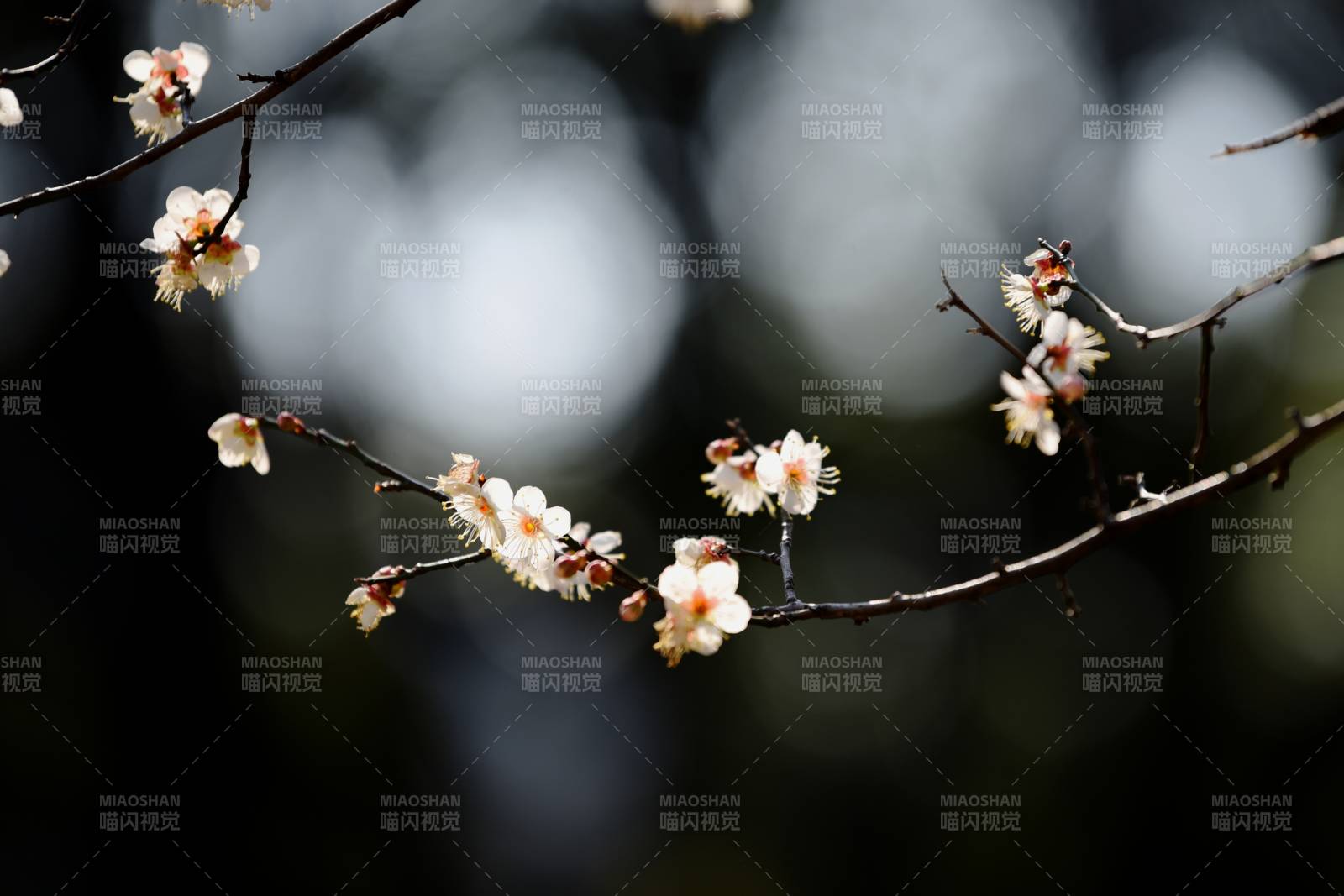 春日樱花绽放图片