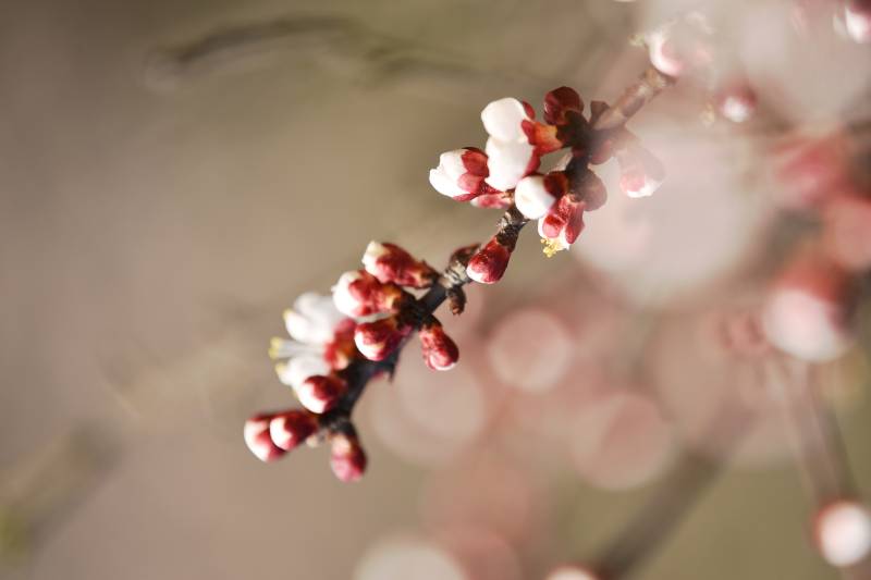 樱花初绽枝头图片