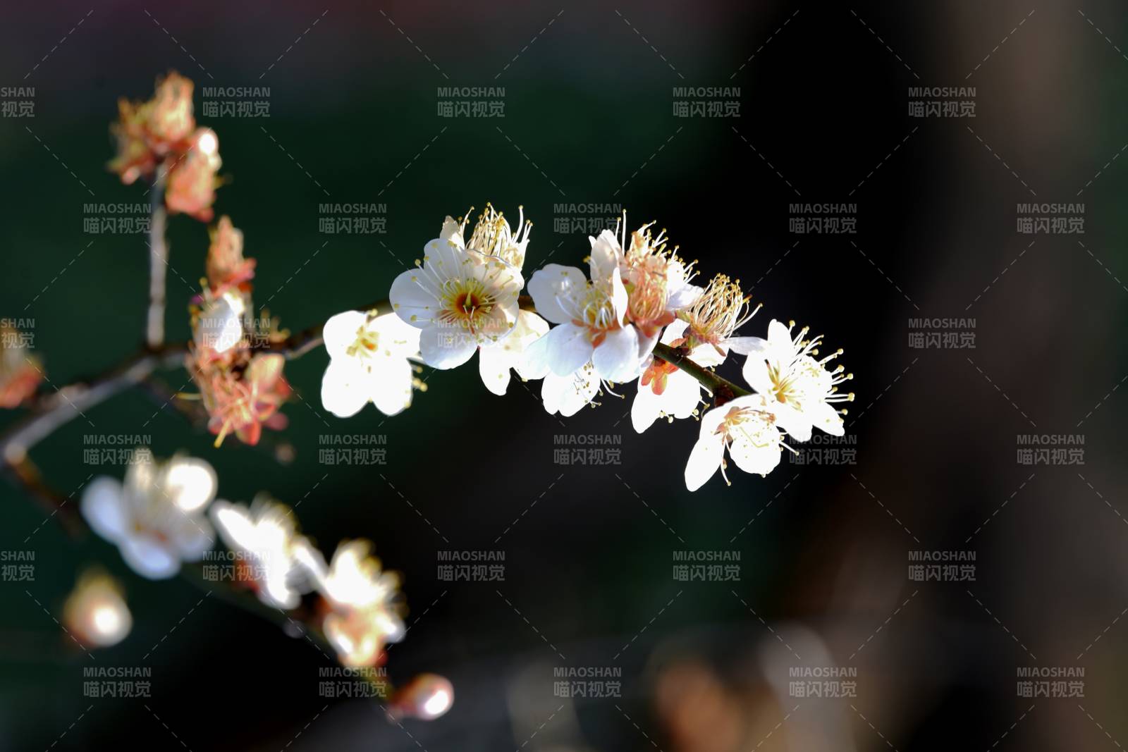 樱花绽放枝头图片