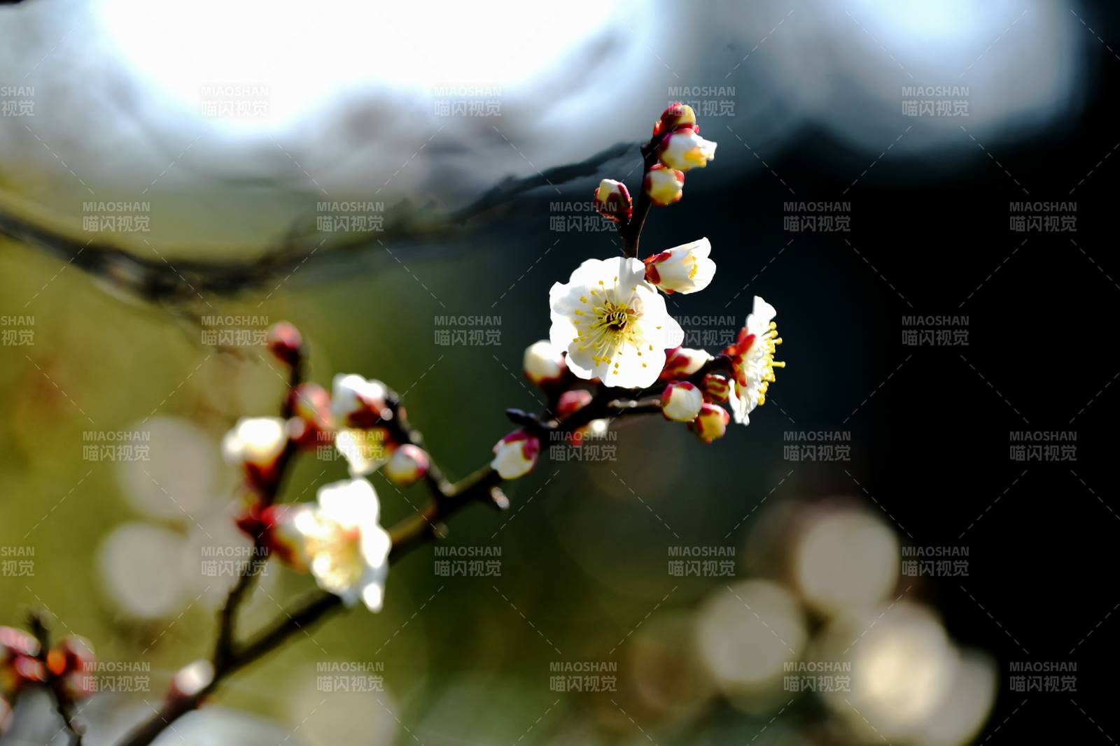 梅花绽放枝头图片