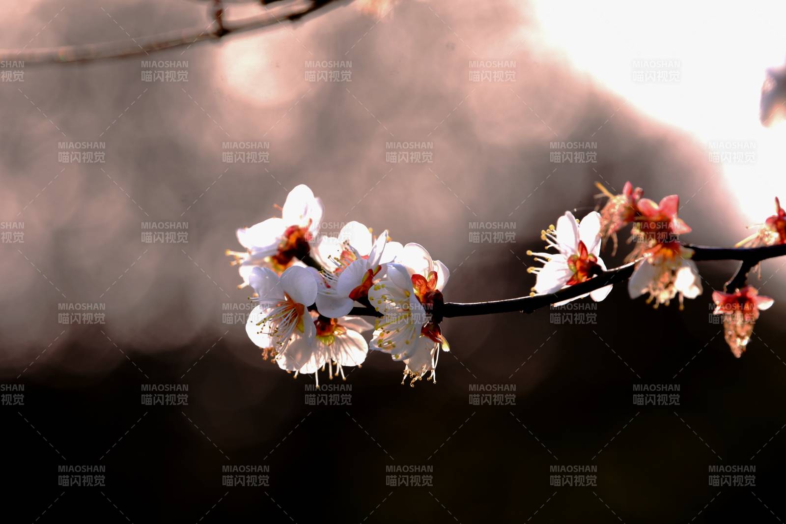 春日花枝绽放图片