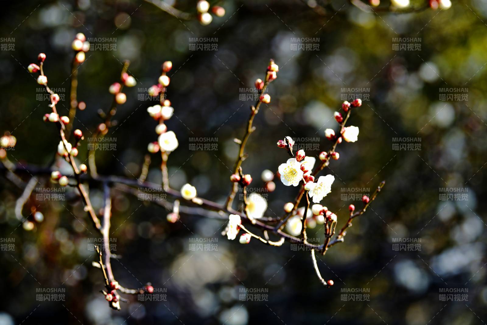 梅花绽放枝头图片