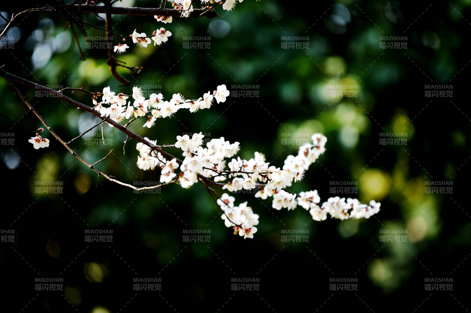 春日花枝绽放图片