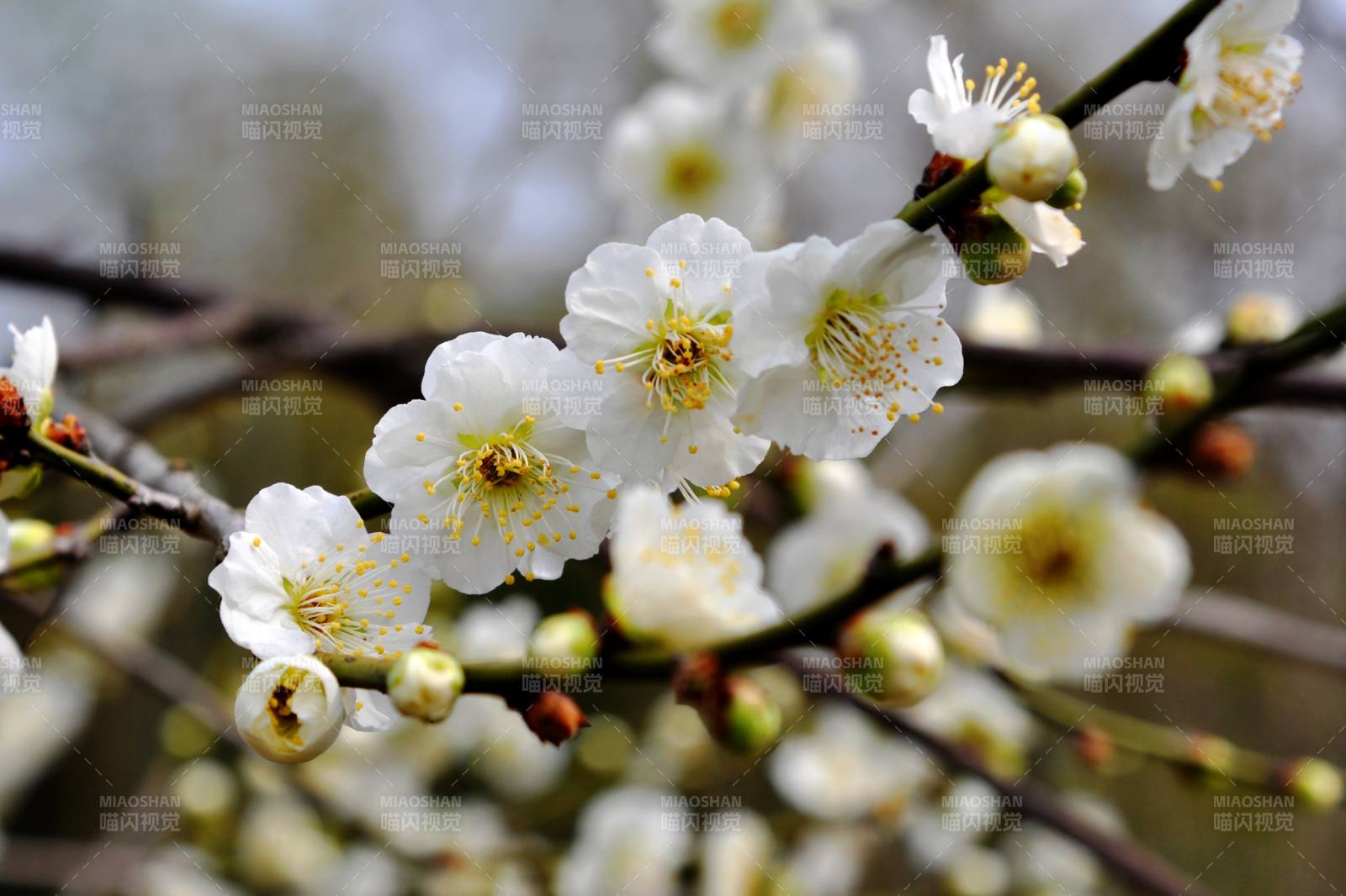 梅花绽放枝头图片