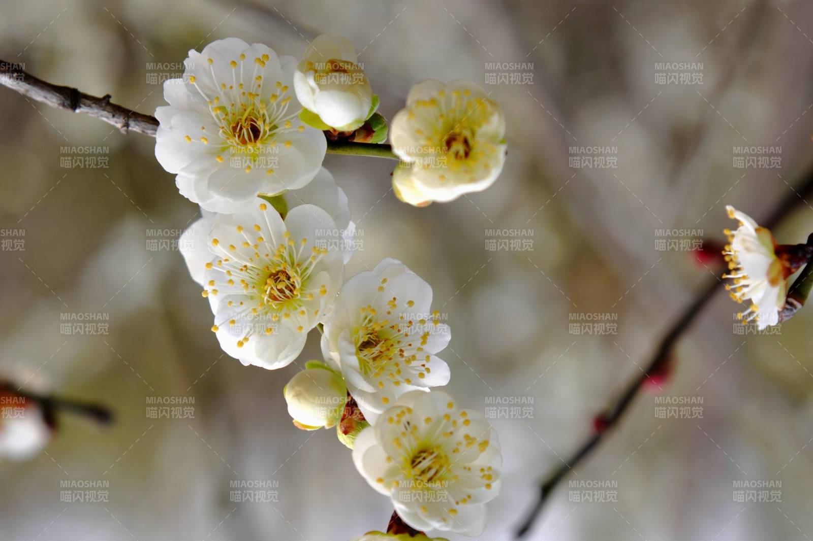 梅花绽放枝头图片
