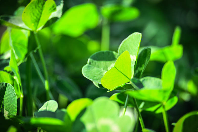 绿叶生机盎然图片
