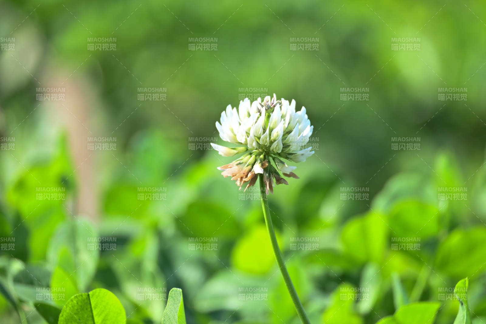 白花三叶草图片