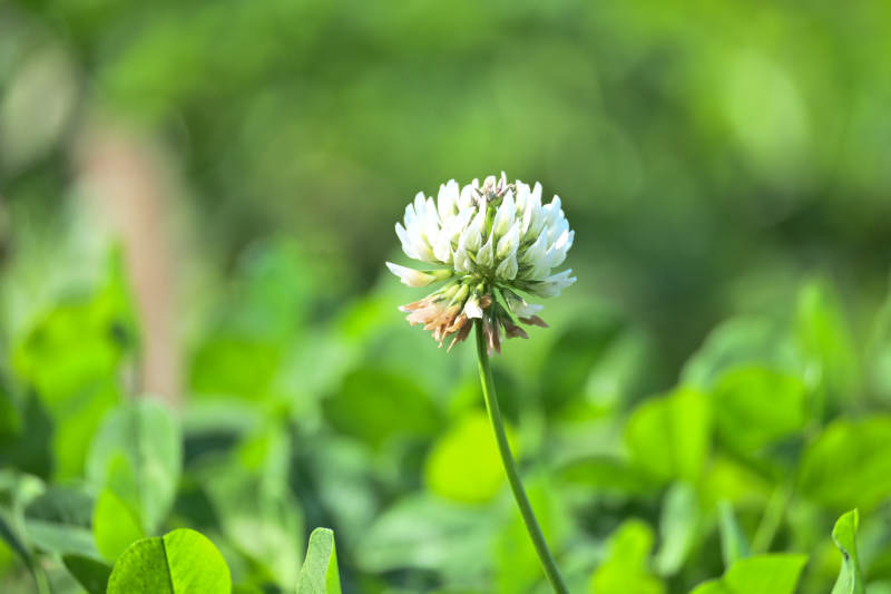 白花三叶草图片