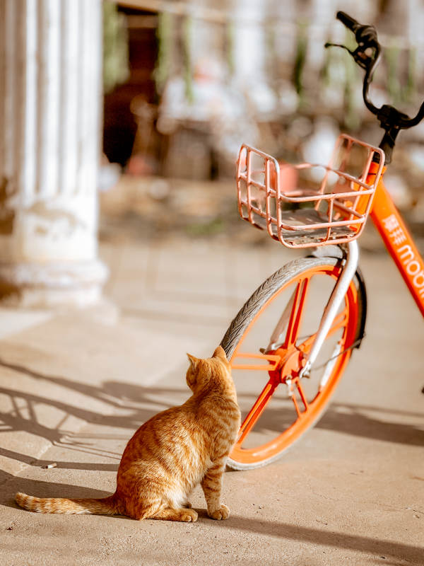橙猫凝视单车图片