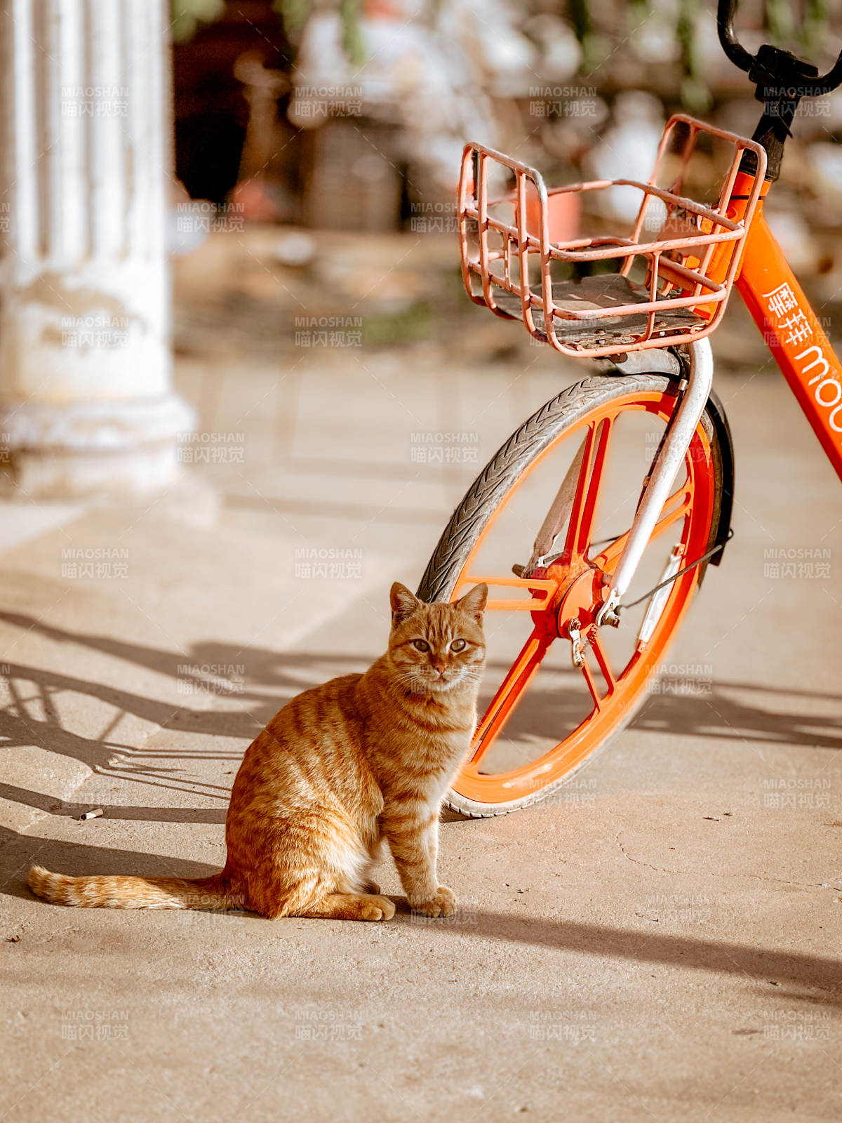 橙猫与单车相伴图片