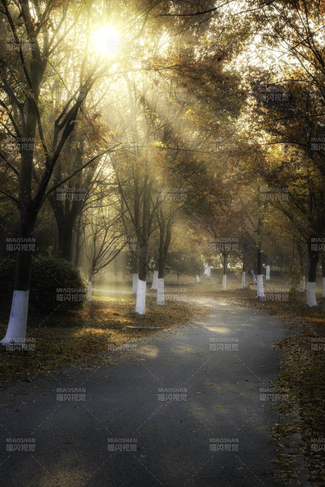 秋晨林间小径图片