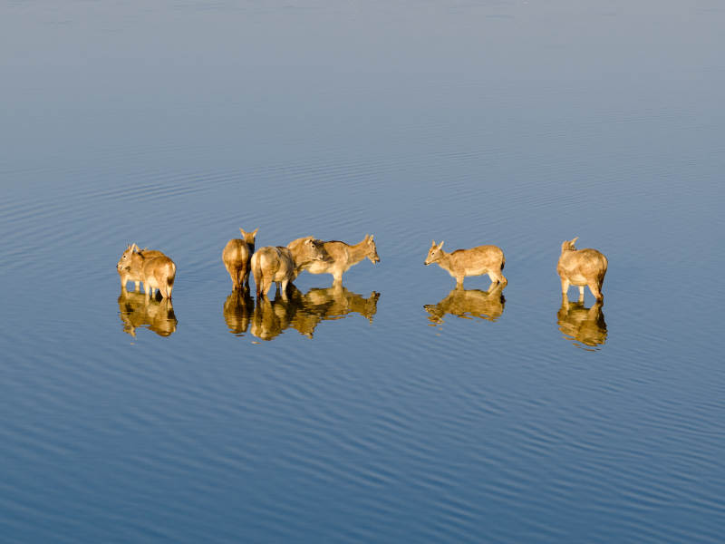 湖畔五鹿静立图片