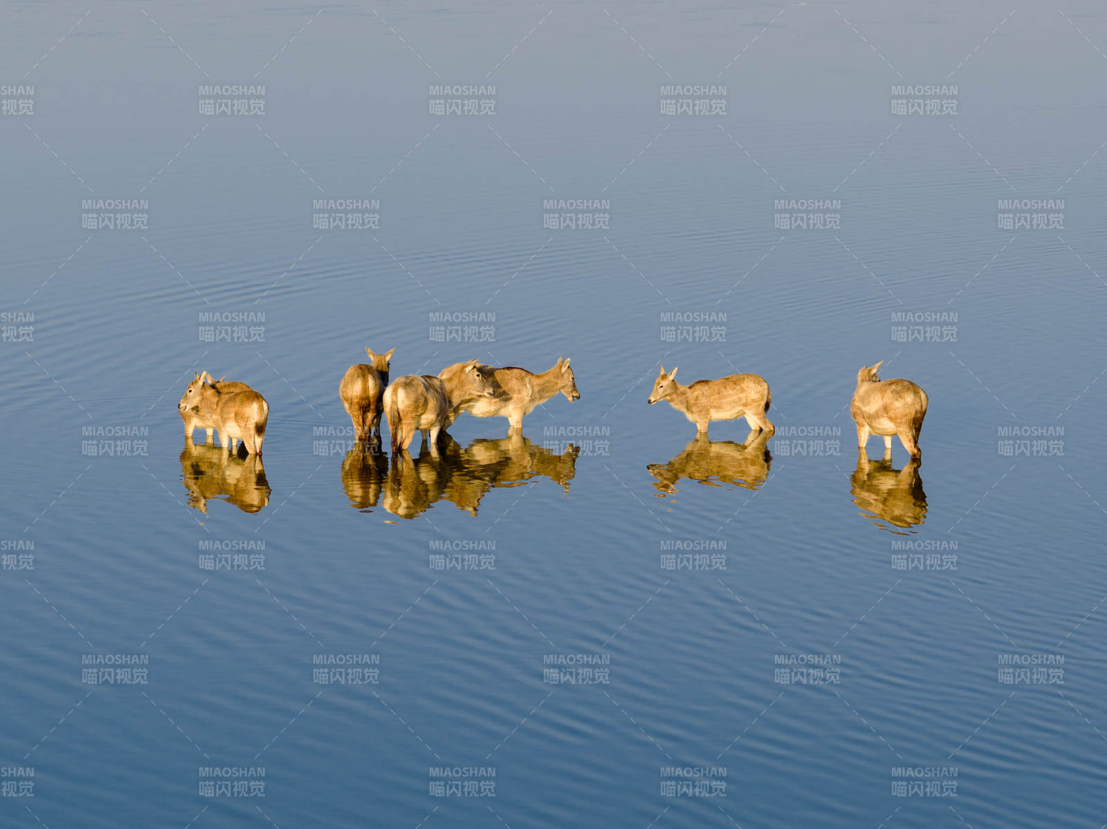 湖畔五鹿静立图片