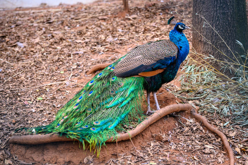 孔雀栖息林间图片