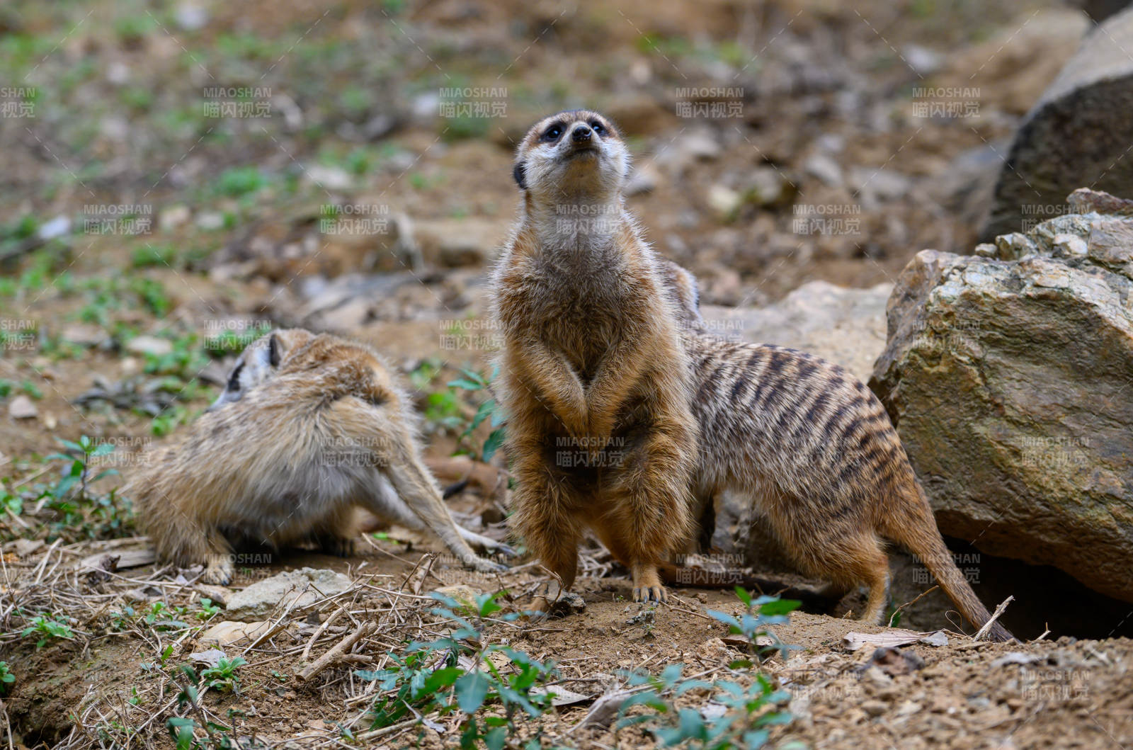 狐獴警戒中图片