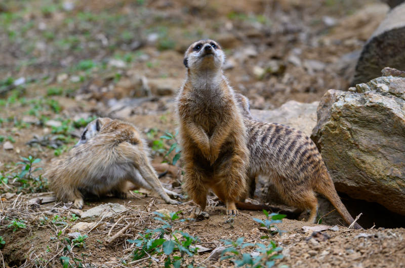 狐獴警戒中图片