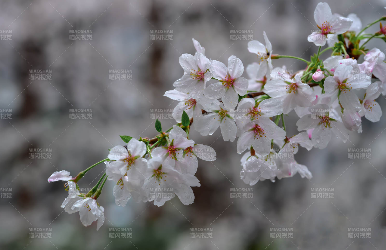 珍珠河樱花绽放枝头图片