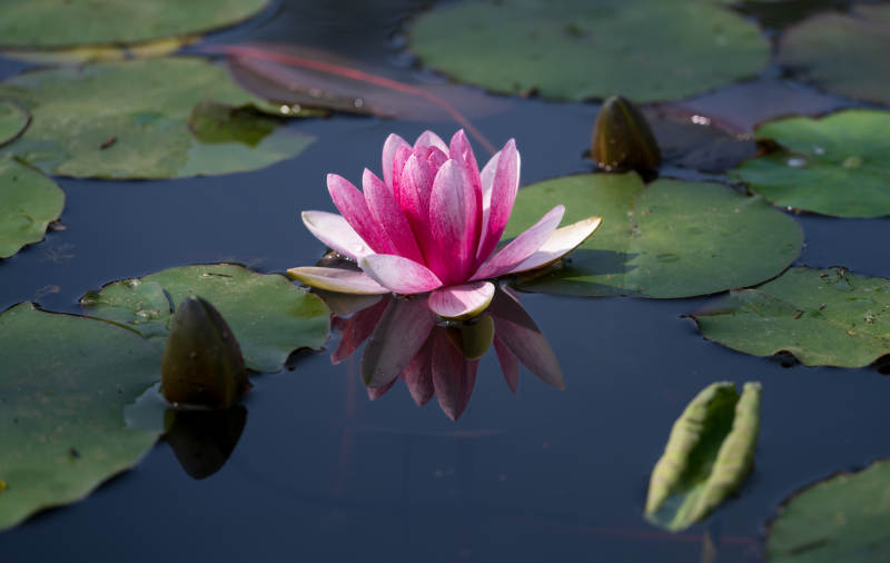 粉红睡莲静谧绽放图片