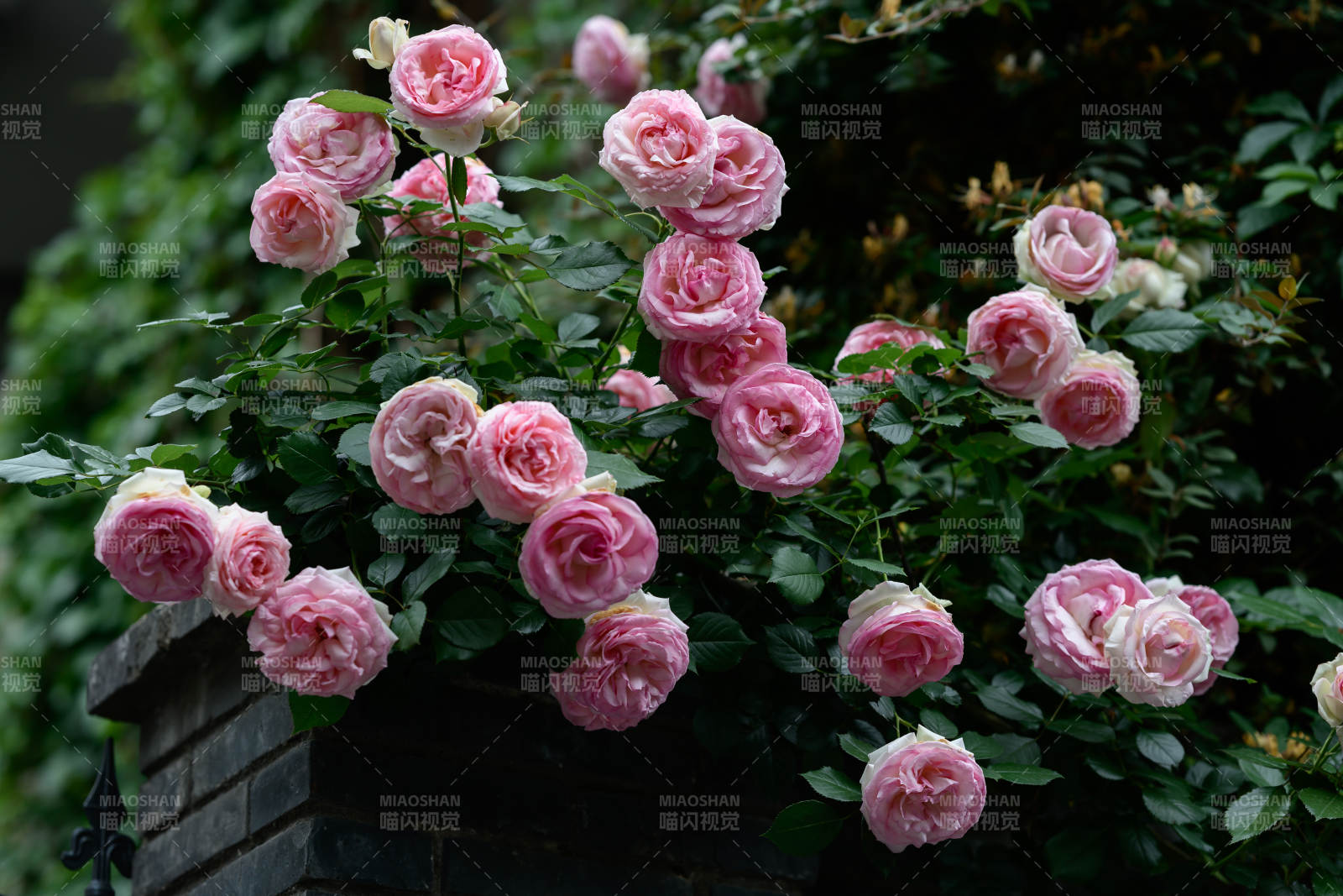 粉玫瑰绽放花园图片