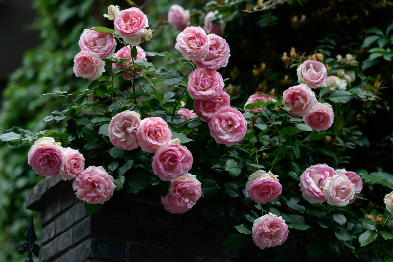 粉玫瑰绽放花园图片