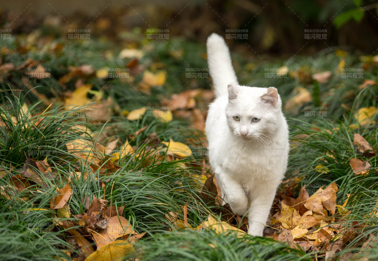 白猫踏秋叶图片