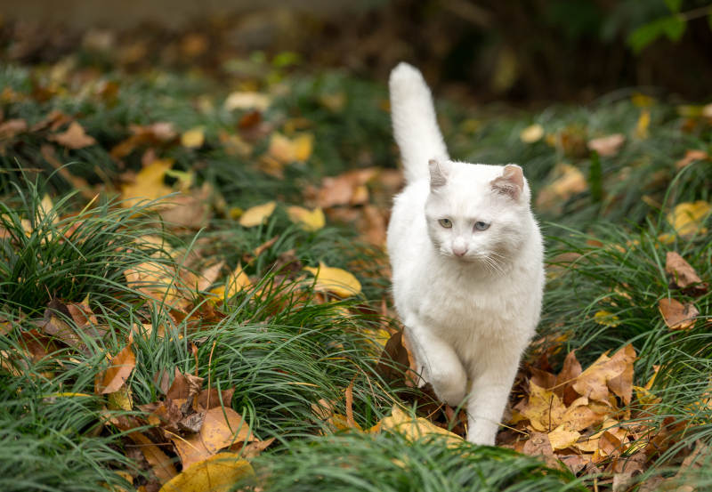 白猫踏秋叶图片