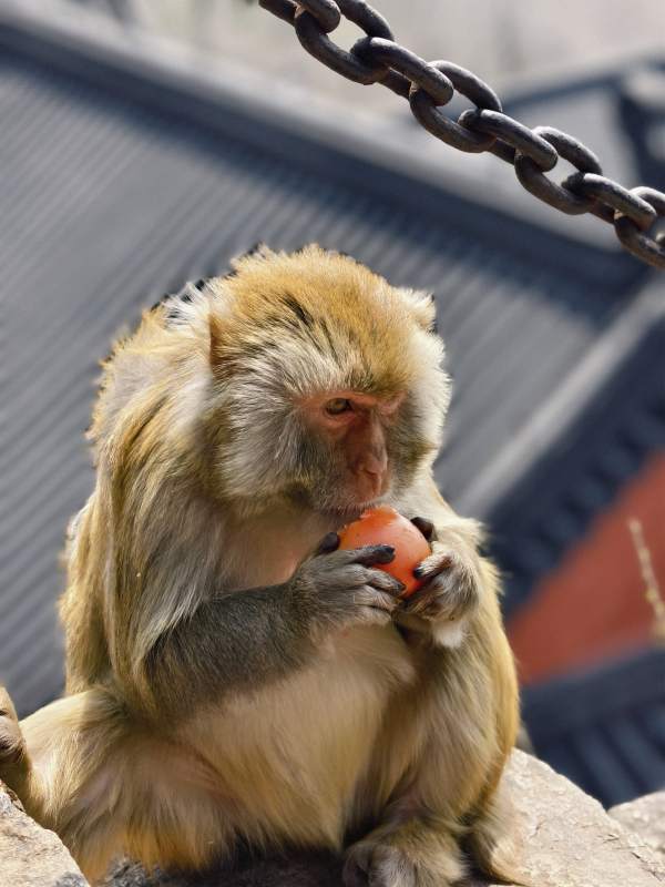 猴子吃苹果图片