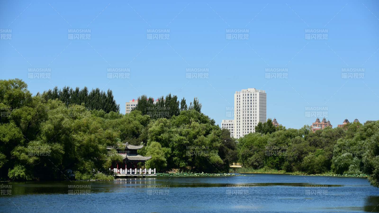 湖畔绿树映高楼(城市公园)图片