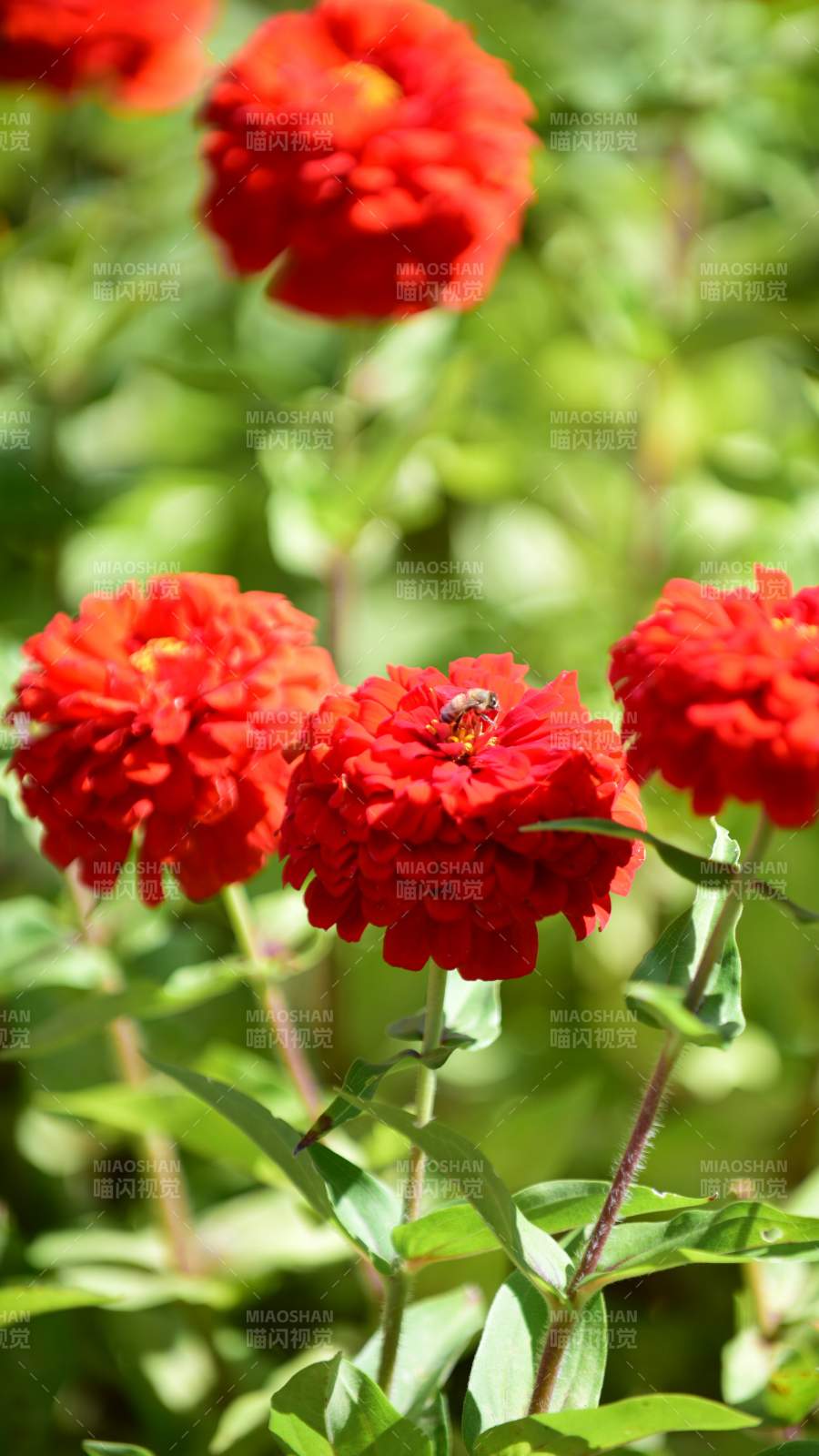 红花上的蜜蜂图片