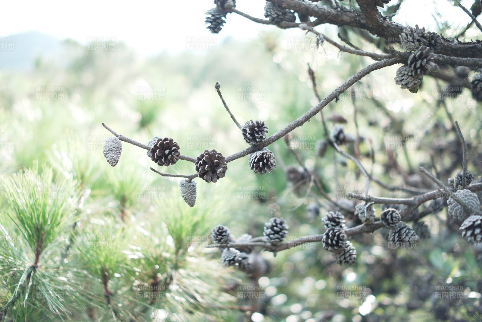 松枝上的小松果图片