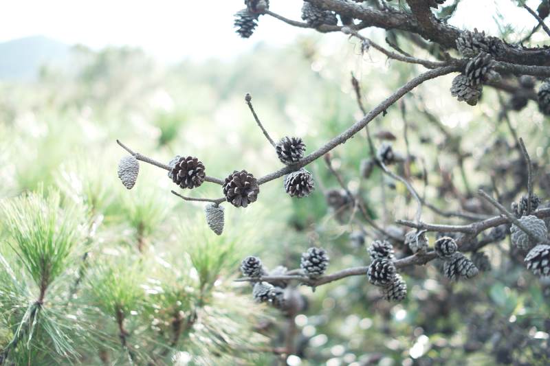 松枝上的小松果图片