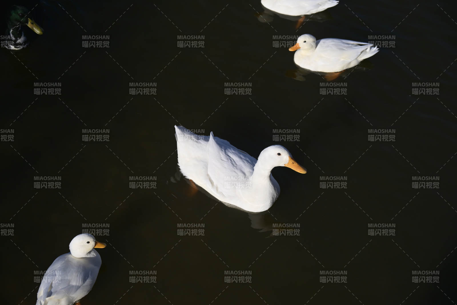 白鸭戏水图片