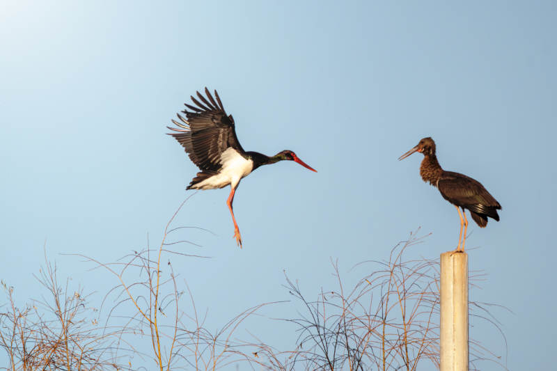 黑鹳飞翔与栖息图片