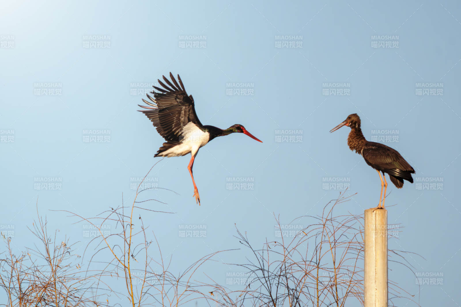 黑鹳飞翔与栖息图片