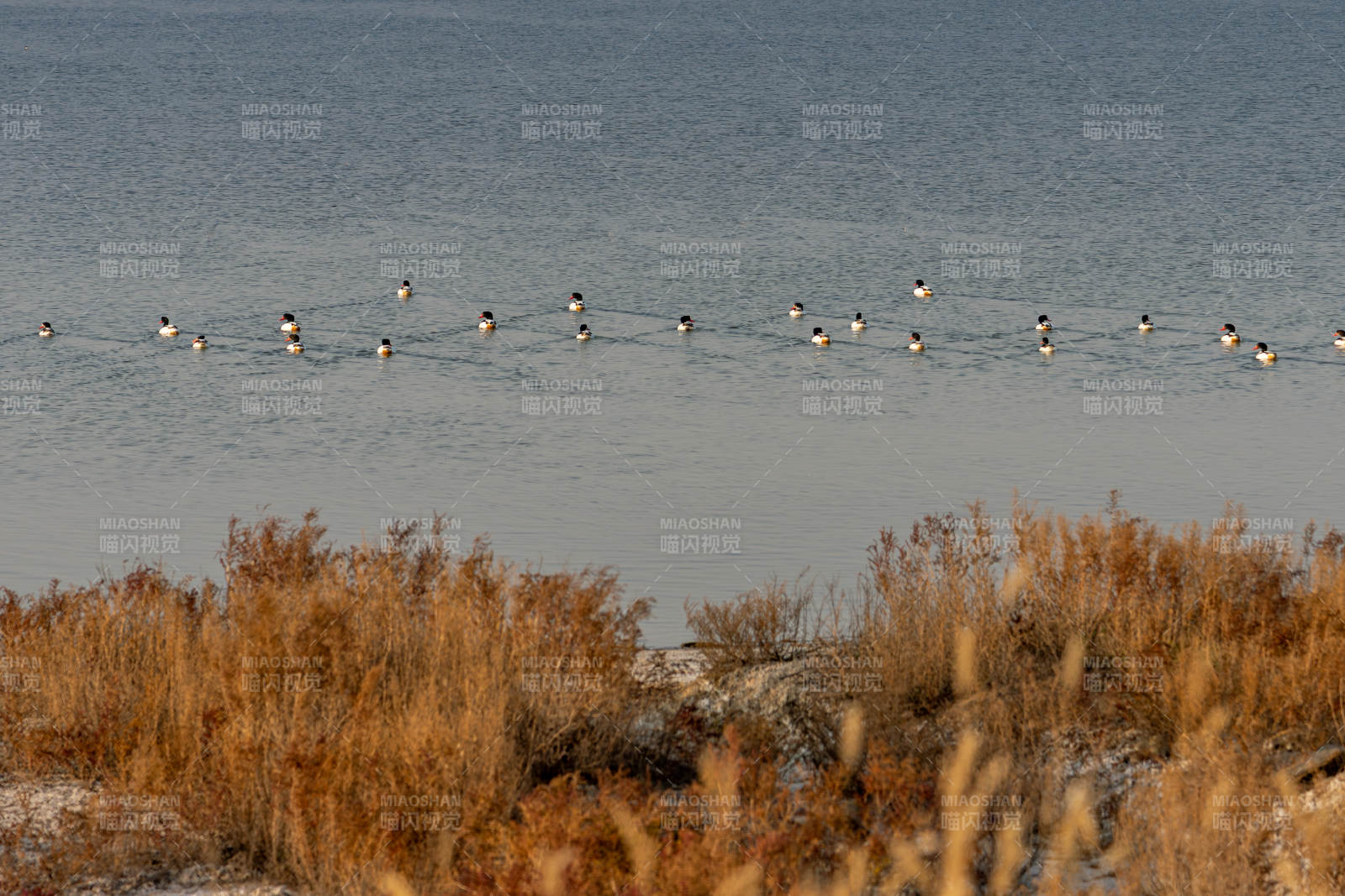 湖面群鸭栖息图片