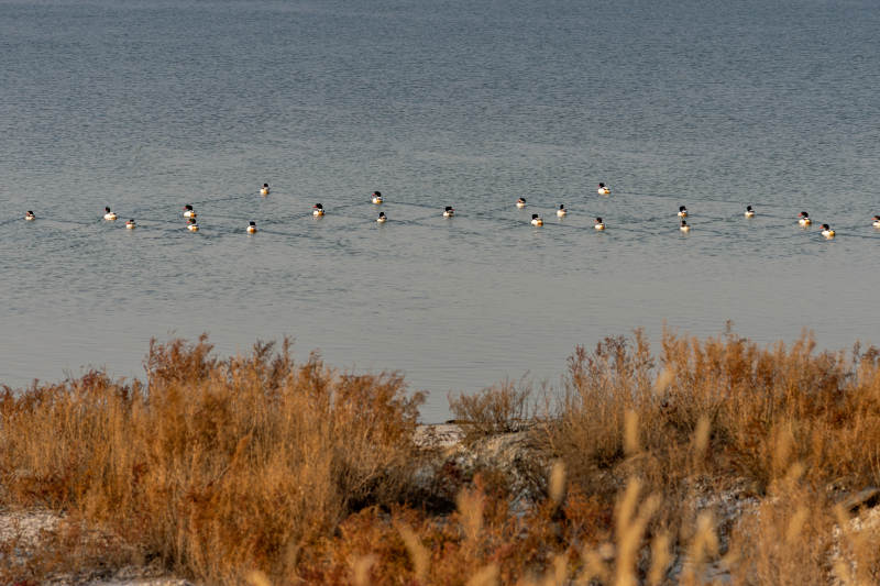 湖面群鸭栖息图片