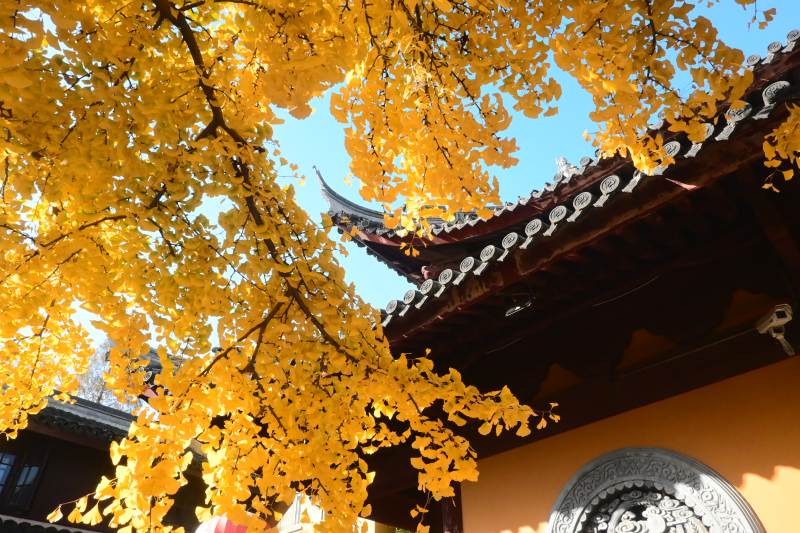 秋叶映龙华古寺图片